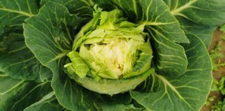 Kapusta zdewastowana gradem