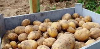 Rolnictwo regeneracyjne a uprawa ziemniaka