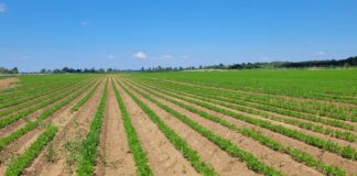 Marchew w bardzo dobrej kondycji