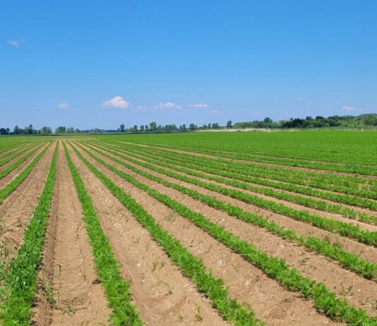 Marchew w bardzo dobrej kondycji