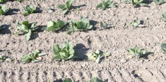 Szkodniki warzyw kapustnych – śmietka kapuściana