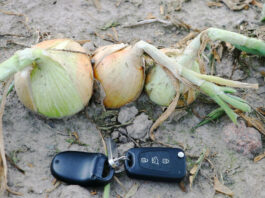 Cebula zimująca – zbiory powoli ruszają