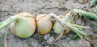 Cebula zimująca – zbiory powoli ruszają