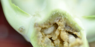 Drugie pokolenie śmietki kapuścianej w ofensywie