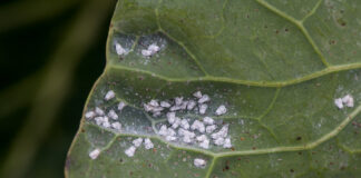 Ochrona warzyw przed szkodnikami i chorobami