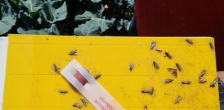 Monitoring plantacji 22 czerwca – nalot mączlika i tantnisia na plantacje brokułów i kalafiorów