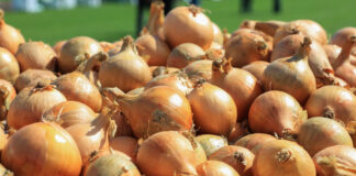 Rynek cebuli. Część I – Europa.