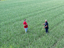 Cebula – jak w Holandii. Plon zapowiada się rewelacyjnie cz. I