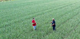 Cebula –  jak w Holandii. Plon  zapowiada się rewelacyjnie cz. I