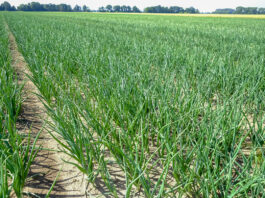 Cebula jak w Holandii. Plon zapowiada się rewelacyjnie cz. II. 2 FILMY