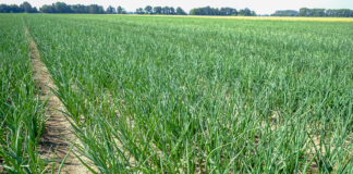 Cebula jak w Holandii. Plon  zapowiada się rewelacyjnie cz. II. 2 FILMY