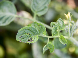 Bakteriozy zaatakowały pomidory gruntowe