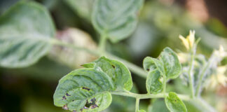 Bakteriozy zaatakowały pomidory gruntowe