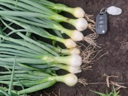 Znakomita plantacja cebuli na Dolnym Śląsku – początek lipca. FILM