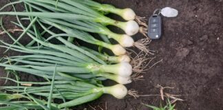 Znakomita plantacja cebuli na Dolnym Śląsku – początek lipca. FILM