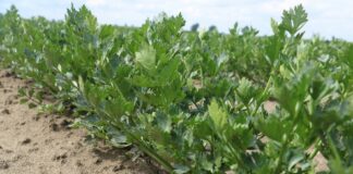 Prewencja i zwalczanie szkodników selera szkodniki selera korzeniowego