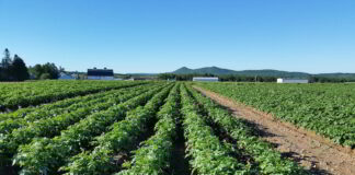 Kraje NEPG podają szacunki zbioru ziemniaków