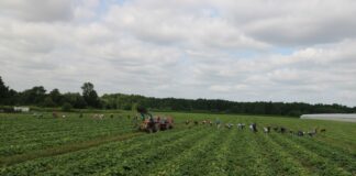 Sezon ogórkowy w pełni