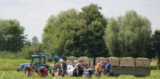 Rolnik aktywny zawodowo – czy będzie zmiana definicji?