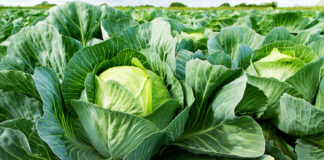 Zwalczanie groźnych chorób kapusty- czerń krzyżowych (alternarioza), szara pleśń czy sucha zgnilizna kapusty