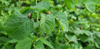 Ochrona ziemniaków przed stonką i mszycami