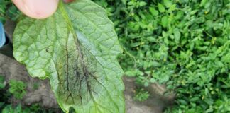 Zaraza ziemniaka i mszyce wymagają uwagi