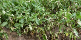 Epidemia na plantacjach ziemniaków? – alternarioza i zaraza ziemniaka zaraza ziemniaka na roślinie