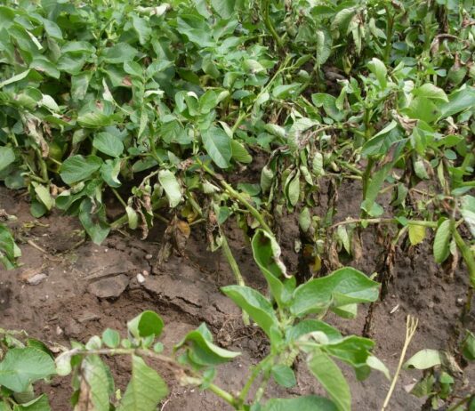 Epidemia na plantacjach ziemniaków? – alternarioza i zaraza ziemniaka zaraza ziemniaka na roślinie