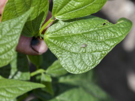 Fasola zagrożona. Zmienik lucernowiec w natarciu zmienik lucernowiec