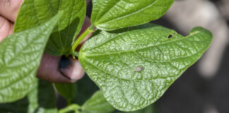 Zmienik lucernowiec – szkodniki fasoli szparagowej zmienik lucernowiec