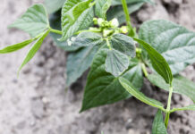 Ochrona warzyw strączkowych w praktyce szkodniki fasoli i ich zwalczanie