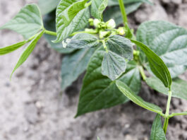 Ochrona warzyw strączkowych w praktyce szkodniki fasoli i ich zwalczanie