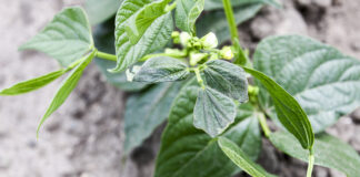 Ochrona warzyw strączkowych w praktyce szkodniki fasoli i ich zwalczanie