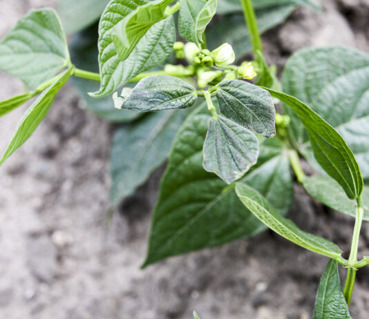 Ochrona warzyw strączkowych w praktyce szkodniki fasoli i ich zwalczanie