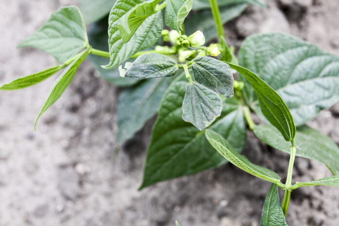 zmienik objawy żerowania na fasoli (1) szkodniki fasoli i ich zwalczanie