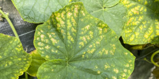 Najważniejsze choroby ogórka gruntowego i możliwości zwalczania liście ogórka