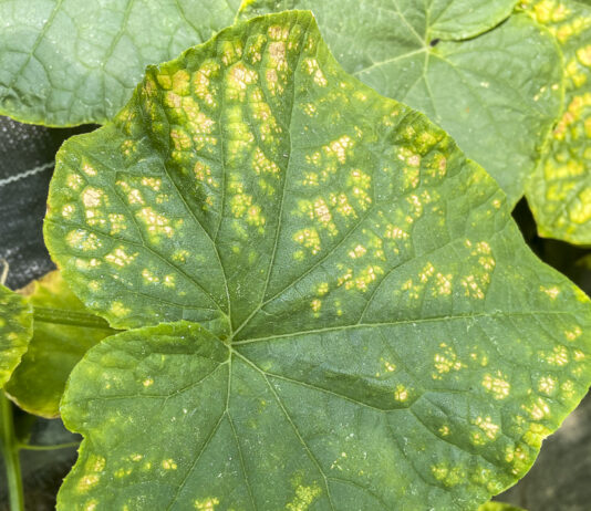 Najważniejsze choroby ogórka gruntowego i możliwości zwalczania liście ogórka