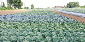 Znane i nowe odmiany kapusty z firmy Syngenta w Charsznicy