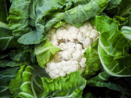 Choroby bakteryjne warzyw kapustnych choroby kalafiora zdjęcia