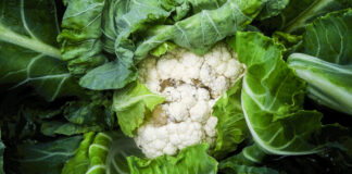 Choroby bakteryjne warzyw kapustnych choroby kalafiora zdjęcia