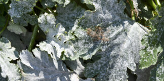 Mączniak prawdziwy atakuje nie tylko cukinię