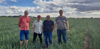 Kondycja plantacji cebuli na Litwie