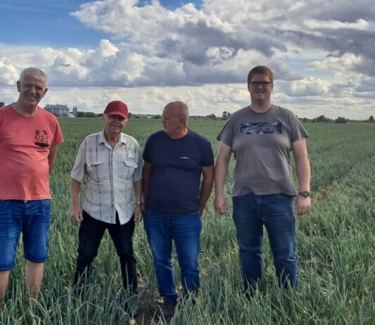 Kondycja plantacji cebuli na Litwie