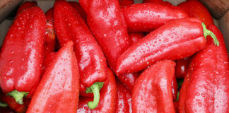 Sezon paprykowy z niskim poziomem cen. Dlaczego? odmiany papryk
