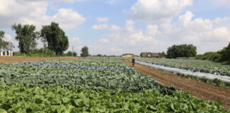 Kapusty z portfolio Syngenta na poletkach w Charsznicy (cz. I)