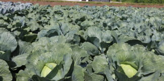 Kapusty z portfolio Syngenta na poletkach w Charsznicy (cz. II)