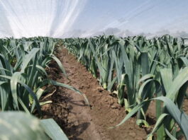 Lepsza jakość pora poprzez skuteczne nawożenie