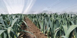 Lepsza jakość pora poprzez skuteczne nawożenie