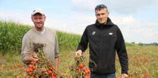 Bardzo wczesne pomidory gruntowe – polne odmiany – Łowicz