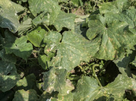 Nowy, opatentowany fungicyd do walki z chorobami grzybowymi i bakteryjnymi